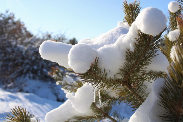 Un ramo di un albero innevato con un cielo blu sullo sfondo