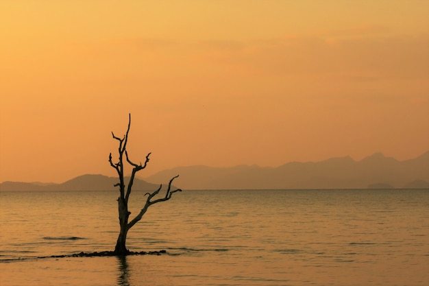 Un ramo di un albero nel mare durante il tramonto con il bel cielo arancione e qualche isola lontana