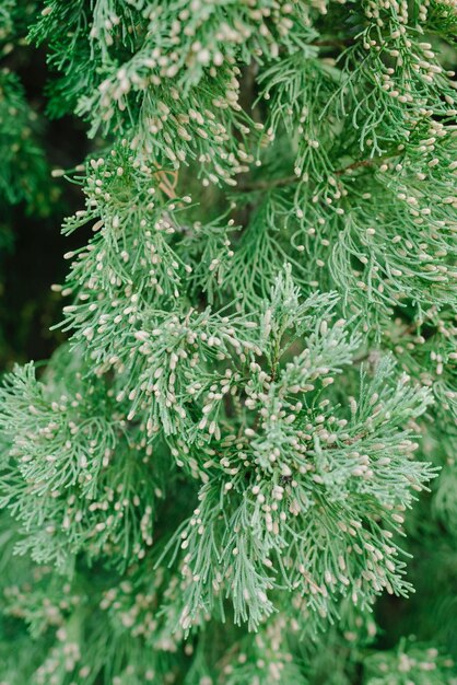 un ramo di un albero verde con alcuni germogli appuntiti.