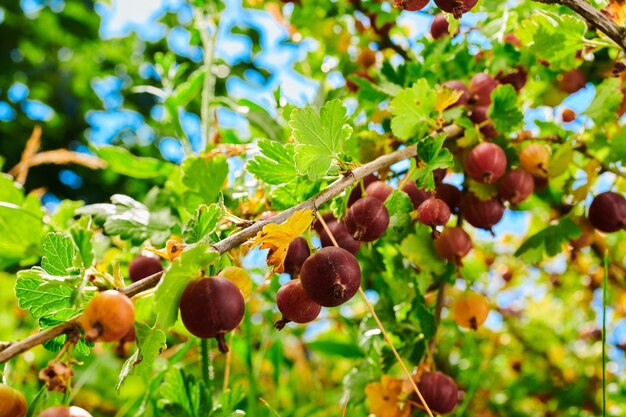 Un ramo di un cespuglio con uva spina