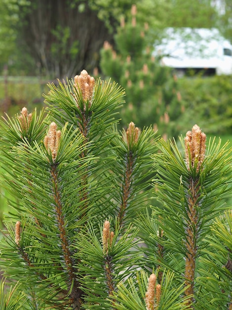 Un ramo di un giovane pino con il primo piano dei fiori. Regione di Leningrado, Russia.