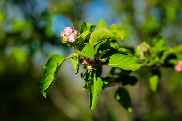 Un ramo di un melo, cosparso di boccioli di fiori non aperti ai raggi del sole su uno sfondo sfocato. Foto di alta qualità