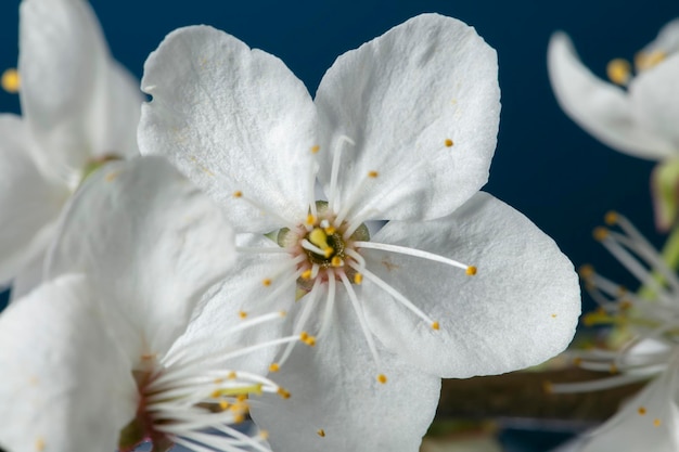 Un ramo di un melo in fiore con grandi fiori bianchi