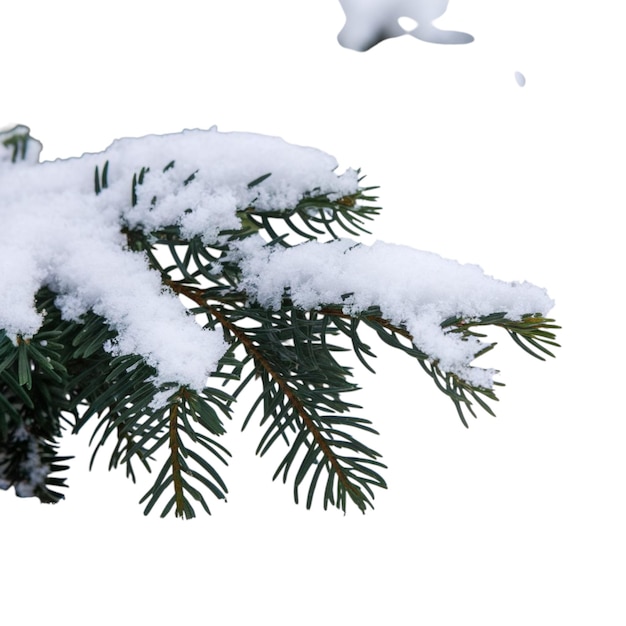 un ramo di un pino con la neve su di esso