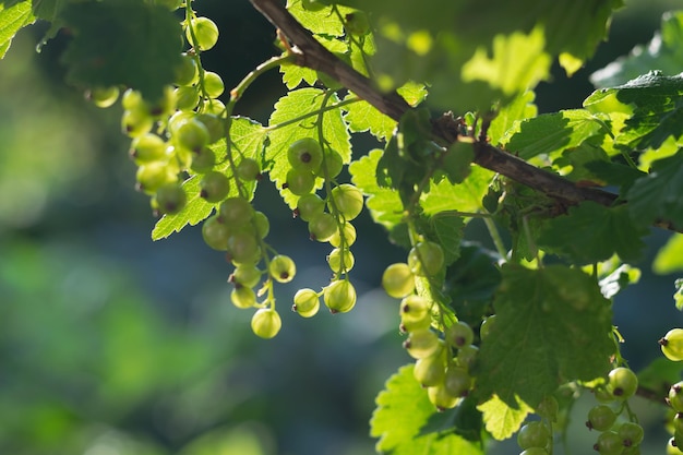 Un ramo di un ribes con bacche di ribes verde non mature. Giardinaggio, agricoltura. Messa a fuoco selettiva. Foto orizzontale.