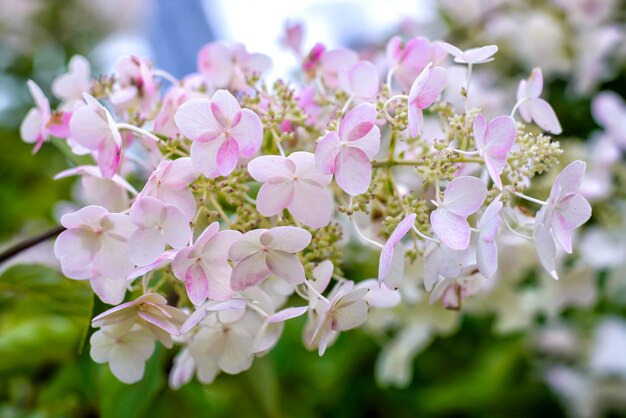 Un ramo di una fioritura Ortensia paniculata Siebold