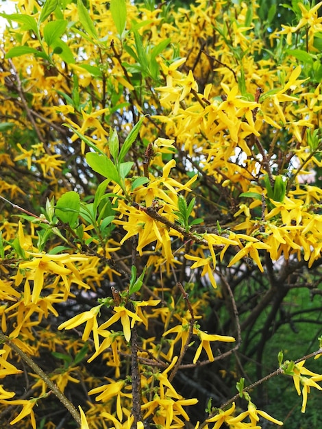 Un ramo di una forsizia piangente in fiore o un fiore a campana d'oro Forsythia suspensa