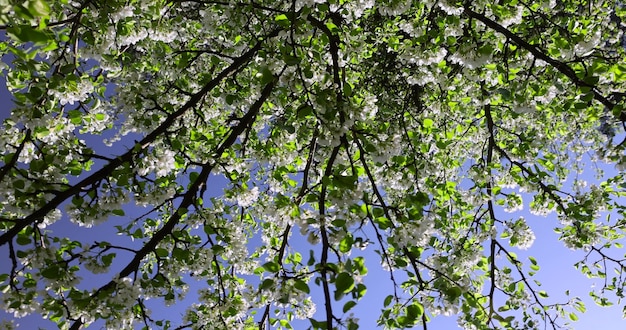 un ramo di una pera in fiore con fogliame verde