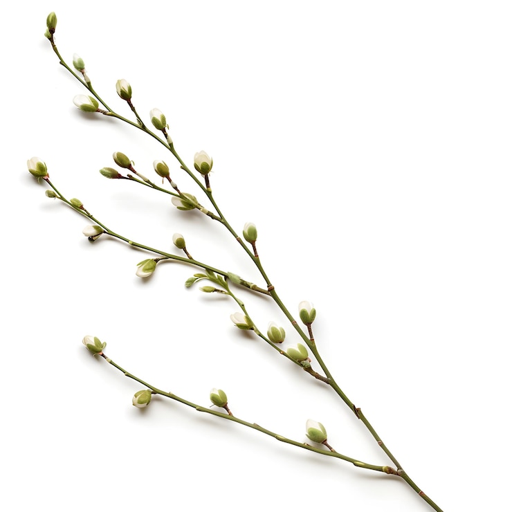 Foto un ramo di una pianta che ha la parola " primavera " su di esso
