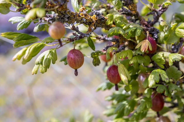 Un ramo di uva spina con frutti di bosco infettati dalla crosta