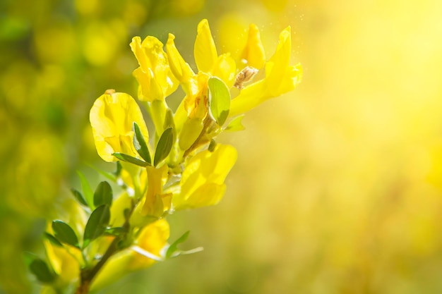 un ramo fiorito con fiori gialli alla luce del sole