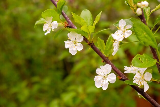 Un ramo fiorito di melo a maggio. Meli in fiore bianchi nella luce del tramonto. Stagione primaverile, colori primaverili.