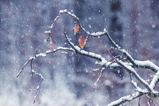 Un ramo innevato di forma strana con foglie secche nella foresta durante la nevicata