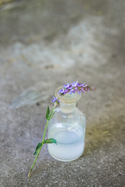 Un ramo Salvia pratensis, il clary del prato o la salvia prato fiorisce i fiori vicino alla bottiglia di medicina