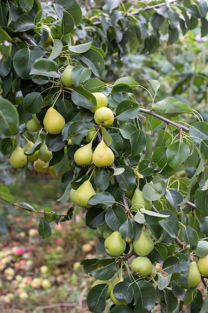 Un ramo verde con un grande gruppo di frutti di pera nel giardino