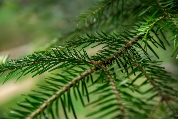 Un ramo verde di un albero di Natale di abete con gocce di rugiada