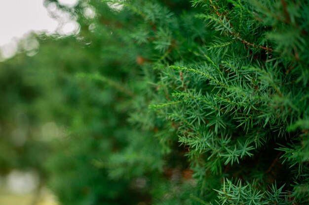 Un ramo verde di una conifera in primo piano Alberi della foresta Spazio per copiare Sfondo