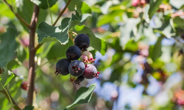 Un ramoscello con un grappolo di deliziosi frutti neri su un shadberry treea in una giornata di sole