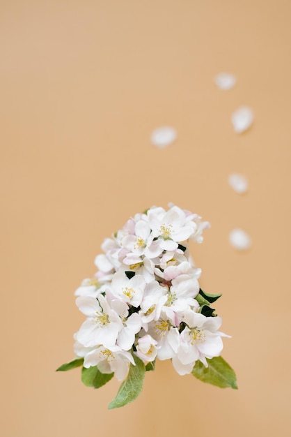 Un ramoscello di un melo con fiori bianchi su fondo beige Il concetto di primavera e tempo veloce