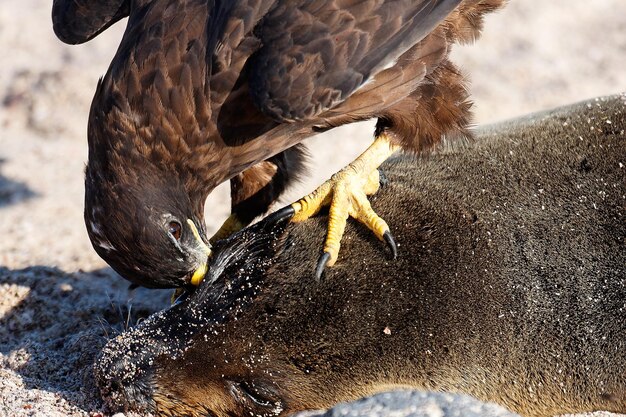 Un rapace che mangia il leone marino morto alle Galapagos