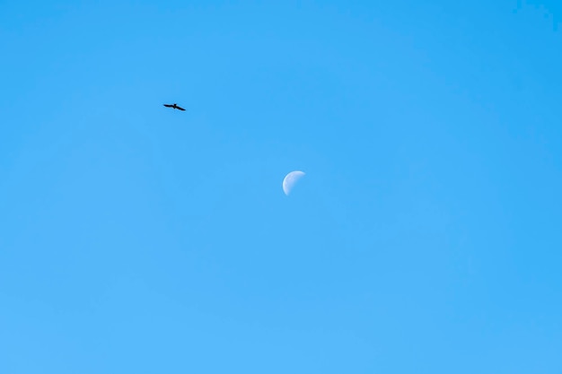 Un rapace un aquilone accanto alla mezza luna isolata su un cielo blu