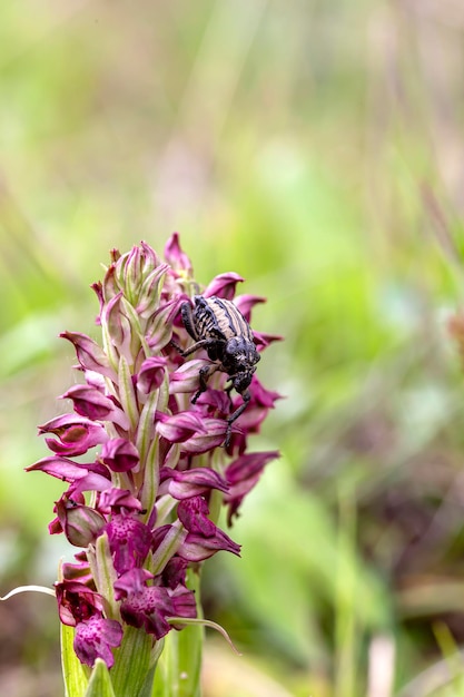 Un raro coleottero Brachycerus sinuatus siede su un'orchidea Anacamptis coriophora subsp fragrans closeup