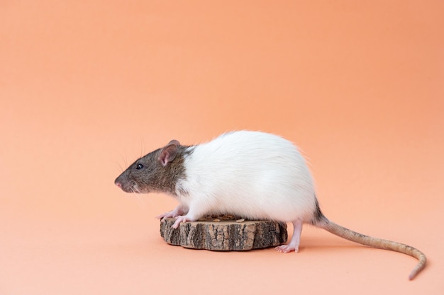Un ratto domestico carino è seduto su uno sfondo colorato Luogo per il testo