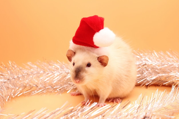 Un ratto sul cappello rosso di Natale.