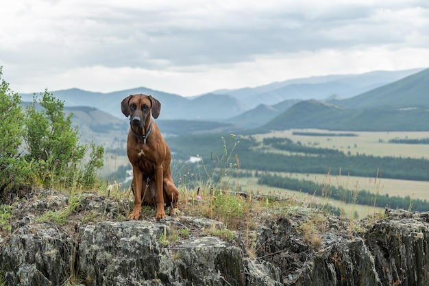 Un Rhodesian Ridgeback si siede nell'erba su un alto fianco di una montagna. Ritratto di un cane sullo sfondo di un paesaggio di montagna