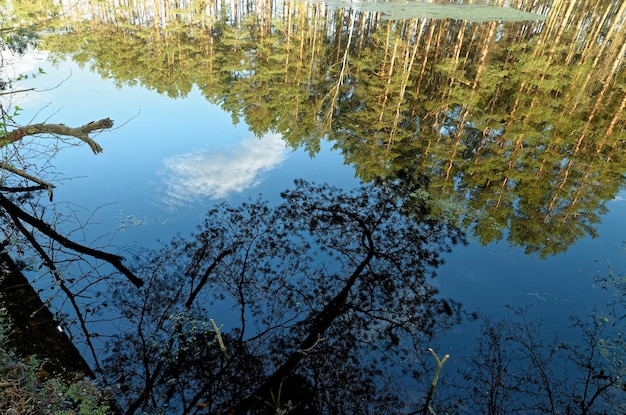 Un riflesso di alberi in un lago