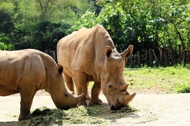 Un rinoceronte bianco al pascolo nello zoo