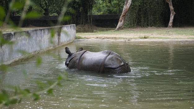 Un rinoceronte cornuto indiano sporco che nuota rinoceronte indiano nell'acqua nell'acqua fangosa