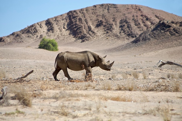 Un rinoceronte nero selvatico nel Kaokoland