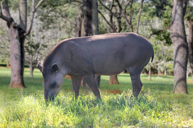 Un rinoceronte pascola in un campo erboso.