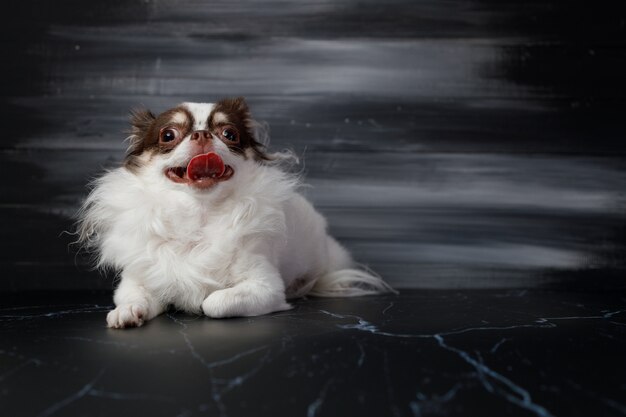 Un ritratto del cane dai capelli lunghi della chihuahua isolato su fondo nero