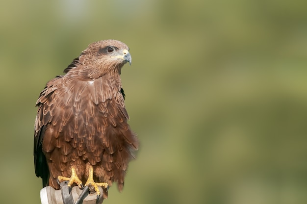 Un ritratto di alzato di un aquilone nero