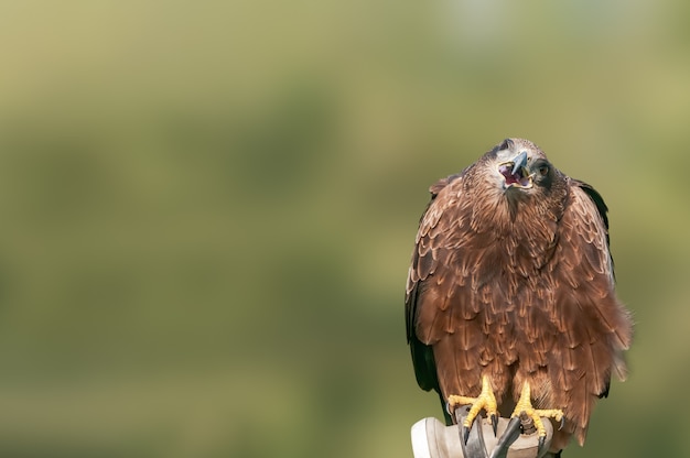 Un ritratto di alzato di un aquilone nero