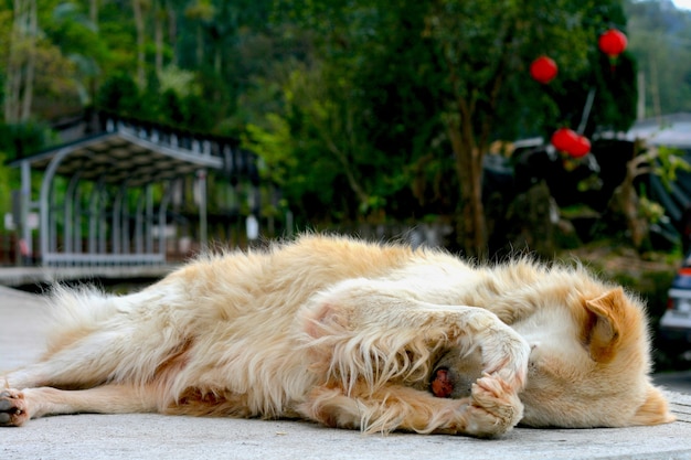 Un ritratto di cane timido che nasconde la faccia con la zampa