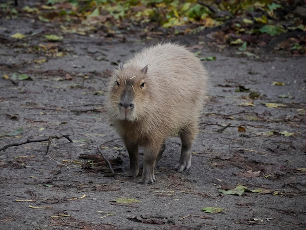 Un ritratto di capibara che ti guarda