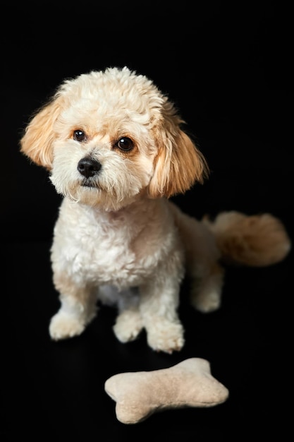 Un ritratto di cucciolo Maltipoo beige con un osso giocattolo su sfondo nero