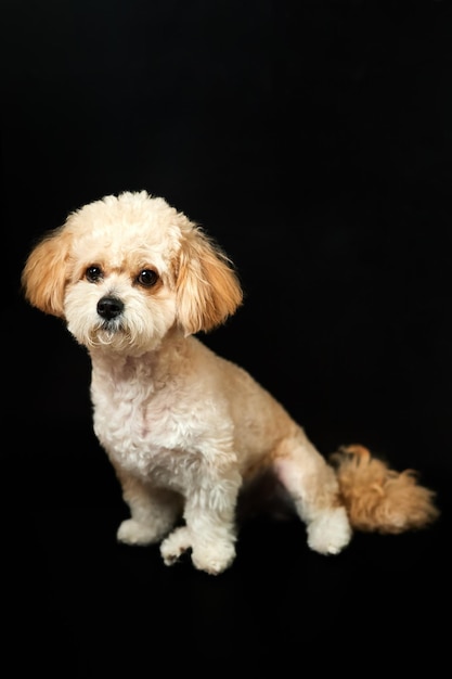 Un ritratto di cucciolo Maltipoo beige su sfondo nero