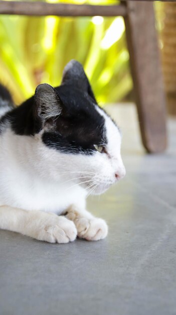 Un ritratto di gatto domestico domestico in bianco e nero con gli occhi che quasi si chiudono freddo e rilassato sedersi sul pavimento con sfondo sfocato sotto la vista laterale del tavolo