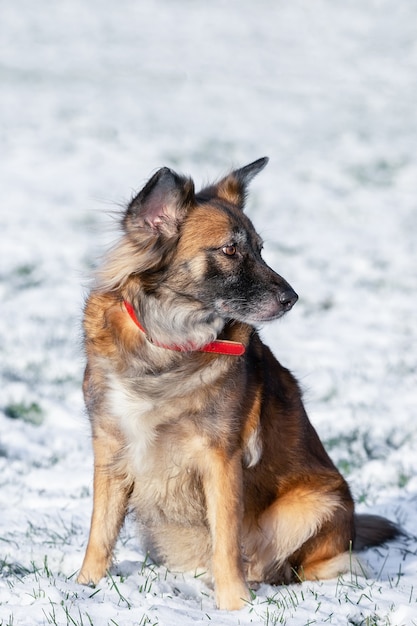 Un ritratto di grandi taras cane randagio di razza mista cane pastore fuori di lato contro uno sfondo bianco inverno
