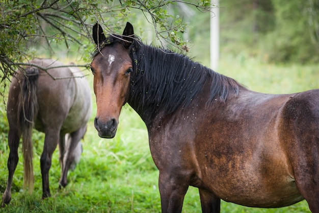 Un ritratto di un bellissimo cavallo arrugginito con una criniera nera