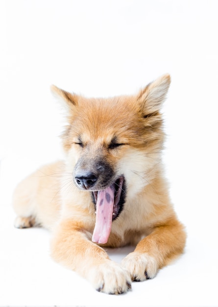 Un ritratto di un cane carino, isolato su sfondo bianco