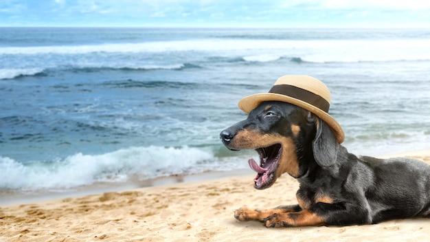 Un ritratto di un cane dachshund con un cappello sulla spiaggia Concept animale carino