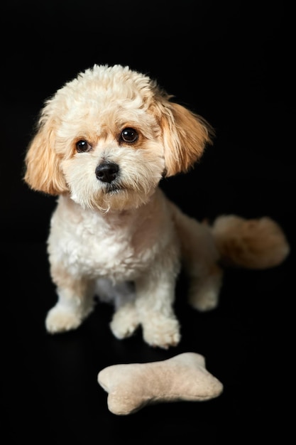 Un ritratto di un cucciolo di Maltipoo beige con un osso giocattolo