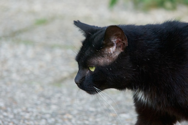 Un ritratto di un gatto nero che cammina