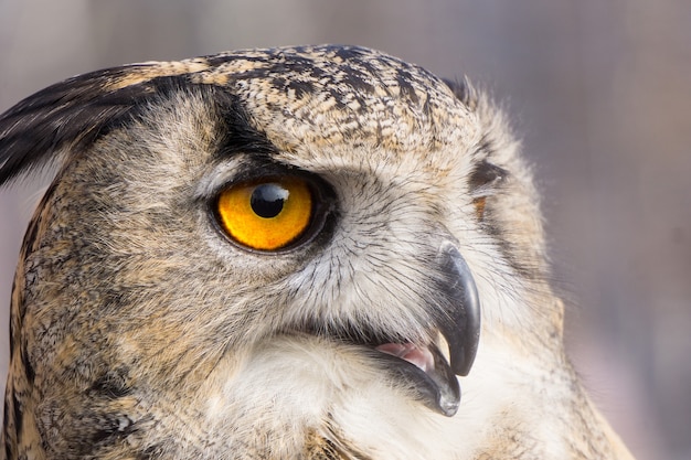 Un ritratto di un grande gufo Bubo Bubo con occhi arancioni brillanti