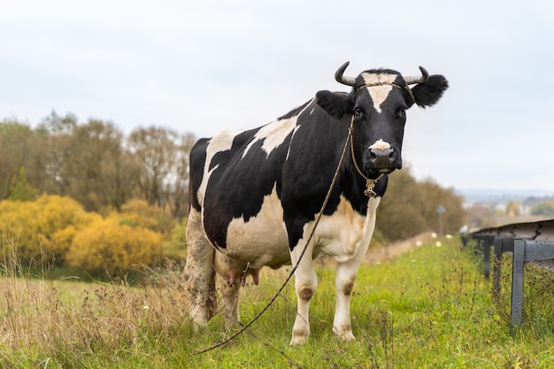 Un ritratto di una mucca in bianco e nero in piedi nel prato verde.